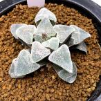 多肉植物：ハオルチアピグマエア*幅6cm