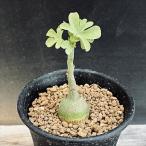 ☆特価☆多肉植物:アデニア グラウカ*S 塊幅1.8cm ☆赤松実生