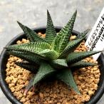 多肉植物：ハオルチア　 コエルマニオルム×スカブラ*Ｓ　幅7ｃｍ