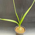 多肉植物：シーオニオン　子持ち海葱*球根幅2.5ｃｍ