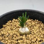 суккулентное растение :o-nisoga Ram litopsoites* лист ширина 1cm
