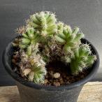 多肉植物：トリコディアデマ 紫晃星*幅6cm