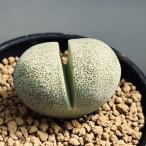 多肉植物：メセン　プレイオスピロス 帝玉
