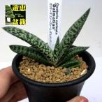多肉植物:ガステリア カリナータ スノーストーム ダルメシアン*幅7cm