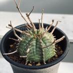 ☆特価☆多肉植物：ユーフォルビアバ...