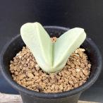 多肉植物：ヘレアンサス 翼（ツバサ）*幅4cm