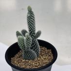 ウチワサボテン Opuntioideae の育て方 ゆるぷ