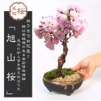 桜盆栽：旭山桜*＜信楽焼黒イブシ