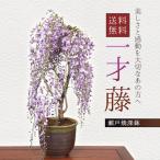 盆栽：一才藤（瀬戸焼深鉢)*藤 鉢植え 鉢花 プレゼントにも (2024年開花予定) さく bonsai