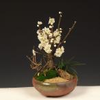 盆栽：白梅・長寿梅寄せ植え（瀬戸焼鉢）* 令和 万葉 集 迎春 （2026年開花