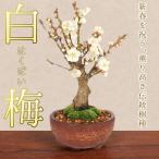  shohin bonsai : белый слива ( Shigaraki . маленькая миска )*. мир десять тысяч лист сборник . весна (2026 год . весна цветение предположительно )bonsai
