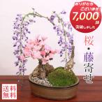 ショッピング桜 盆栽：桜・藤寄せ植え*陶器鉢* (2024年開花終了) さく (鉢が選べる)さくら ふじ お花見 誕生日 祝 旭山桜 ギフト gift プレゼントにもbonsai