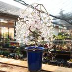 盆栽：しだれ桜(富士桜）深鉢*＜2024年開花終了＞ bonsai