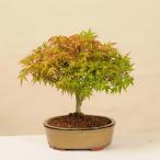 小品盆栽：清姫もみじ(陶器鉢）*鉢植え　秋  紅葉狩り プレゼント  bonsai