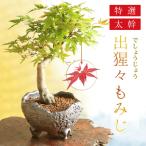 盆栽:特選出猩々もみじ(信楽焼鉢)*太幹 モミジ 鉢植え 紅葉狩り あすつく bonsai