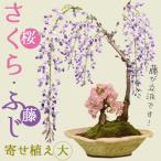 ショッピング花 人気花物盆栽：桜・藤寄せ植え(大・瀬戸焼鉢* (2024年開花終了) さくら ふじ お花見 誕生日 祝 旭山桜 ギフト gift プレゼントにも bonsai