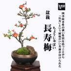 盆栽：長寿梅(大）*(信楽焼黒イブシ金彩鉢)苔と石付き 木瓜ぼけ赤花ボケ縁起プレゼントにもbonsai