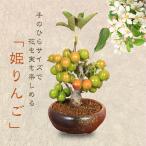 小品盆栽：姫りんご*(瀬戸焼変形鉢)* 鉢植え実物和鉢和風  bonsai＜2021年落実＞