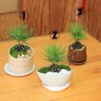 �~�j�~�́F���ڂ������(����)�i���_����)�i��M�t�j���I�ׂ܂�bonsai