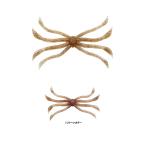 フィッシュマグネット　オクトパス #03 ワカサギシュリンプ