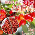 さくらんぼ 佐藤錦 1kg 2段化粧箱入り Lサイズ バラ詰 新潟県果樹の里聖籠町産 露地物  サクランボ cherry 予約販売