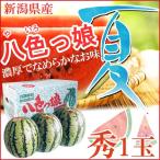 お中元ギフト 小玉すいか 八色っ娘 やいろっこ 1玉 秀1玉 すいか 新潟県産 JA新潟みらい スイカ 西瓜 産地直送