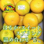 ふるさと納税 宇城市 先行予約 はるか ( みかん ) スイートスプリング 詰め合わせ 5kg