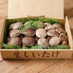 生しいたけ 原木栽培