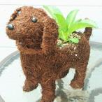 ハッピーわんこ 犬 戌 子宝草の植え込み
