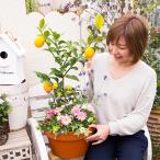 レモンと季節のお花寄せ植え