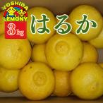 はるか みかん 3kg