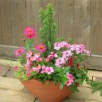 可愛いピンクのお花の寄せ植え 舟形Lサイズ