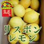 レモン リスボンレモン 2.5kg