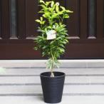 寧波金柑の鉢植え