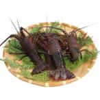 地物 冷凍イセエビ 二つ割り A