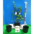 サザンハイブッシュ系接ぎ木ブルーベリー苗2本+簡単鉢植栽…