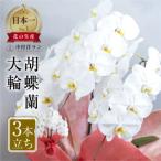 中村洋ランの胡蝶蘭 白色 3本立ちミディ胡蝶蘭