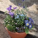 季節のお花寄せ植え ブルー系