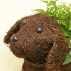 チビわんこの寄せ植え 1匹