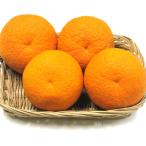 甘夏柑約10kg