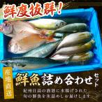 御坊産 鮮魚セット5kg 沖縄 東北 九州