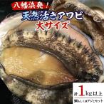 八幡浜発 竹中水産のアワビ三昧大サイズ 600g