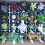 おまかせ 多肉植物20種セット