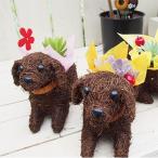 ベビーわんこ 多肉植物 2匹セット