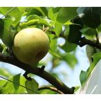ふるさと納税 玉東町 【産直】秋麗梨 緑伸園の袋掛け梨 約3kg(5〜9個)