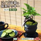 花 苗木 盆栽 シノブ盆栽&amp;抹茶クッキーセット