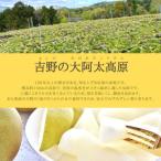ふるさと納税 大淀町 【2025年先行受付】南陽園の20世紀梨 おみやげ桜箱(2L以上・6〜8個入り)