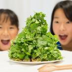 初心者も安心のお野菜栽培キット パクチーの種付き