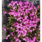 芝桜 ダニエルクッションピンク 45ポット