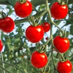 fu.... налог день высота река блок [2026 год 1 месяц средний . после отправка ] мини помидоры ( Carol seven ) 2kg